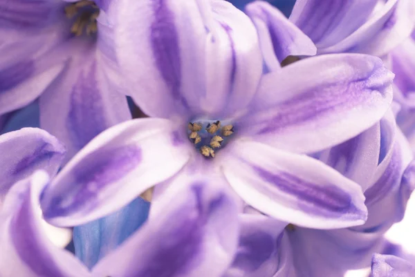 Blå hyacinthes — Stockfoto