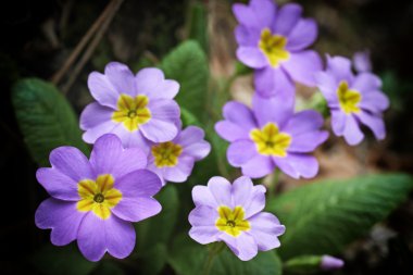 pembe çiçekler bahar