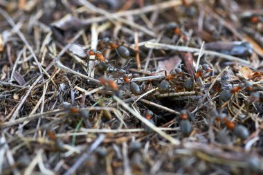 Ormanda Ant Tepesi