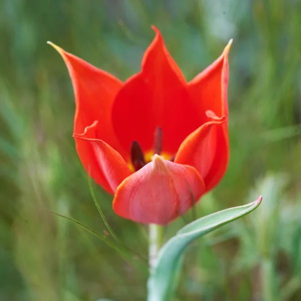 Bellissimo tulipano selvatico rosso — Foto Stock