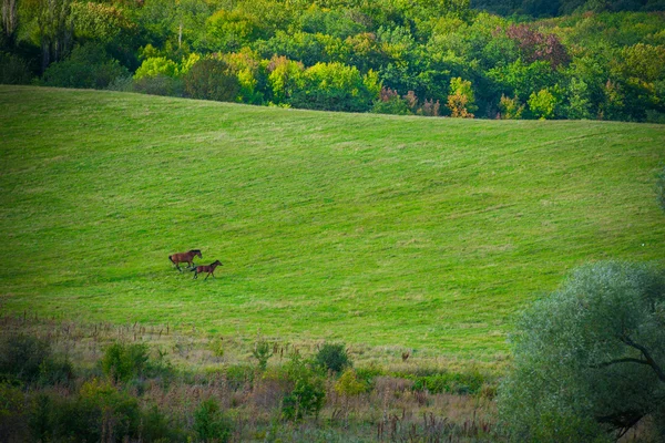 Две лошади на зеленом лугу — стоковое фото
