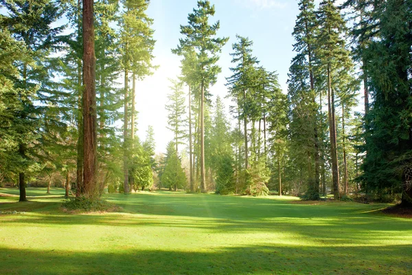 Grön park — Stockfoto