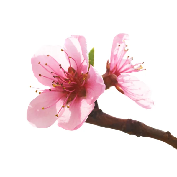 Mandula rózsaszín virágok — Stock Fotó