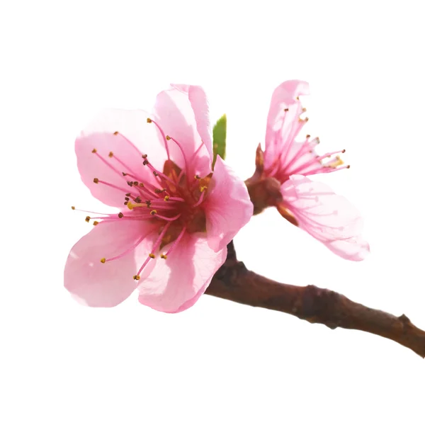 Flores rosadas almendras — Foto de Stock