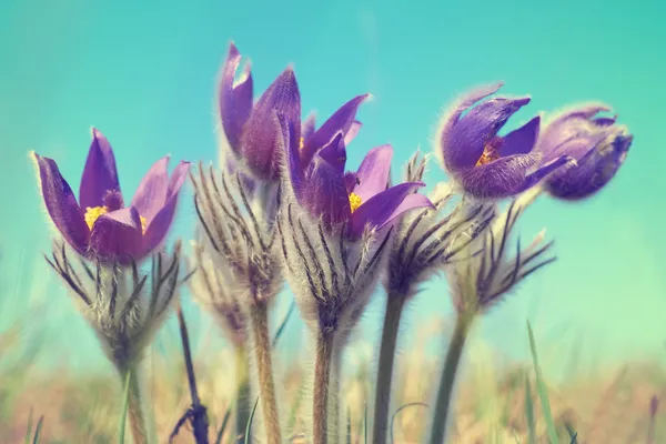 Violet flowers — Stock Photo, Image