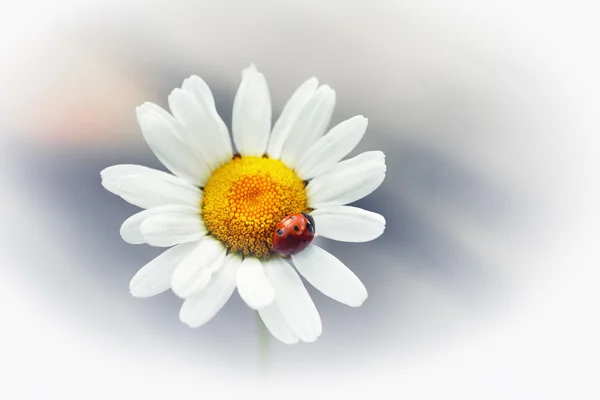 Witte bloem daisy-kamille — Stockfoto
