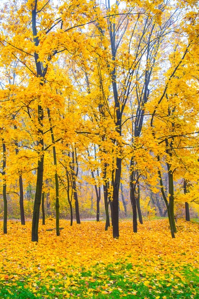 Schöner Herbstwald — Stockfoto