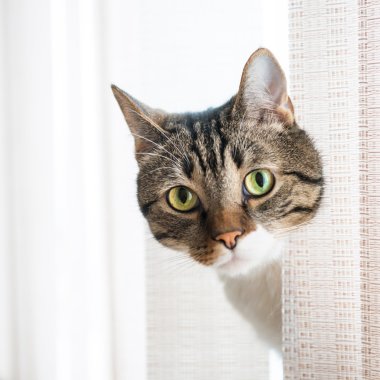 küçük gri çizgili kedi