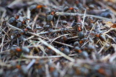 Ormanda Ant Tepesi