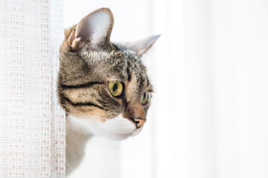 küçük gri çizgili kedi