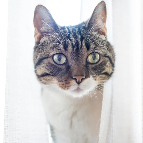 Mały szary kot paski — Zdjęcie stockowe