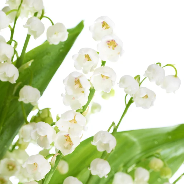 Lilies of the valley — Stock Photo, Image