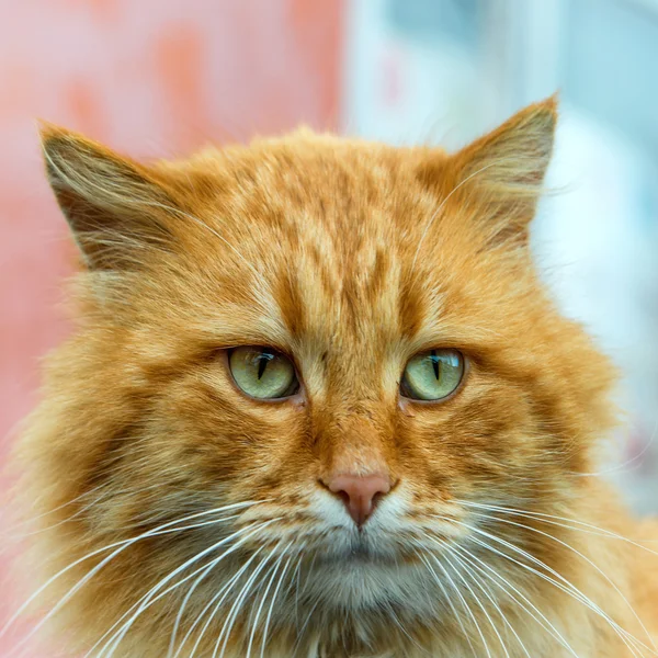 Gato rojo con ojos verdes — Foto de Stock