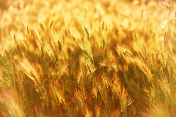 Campo de grama no pôr do sol — Fotografia de Stock