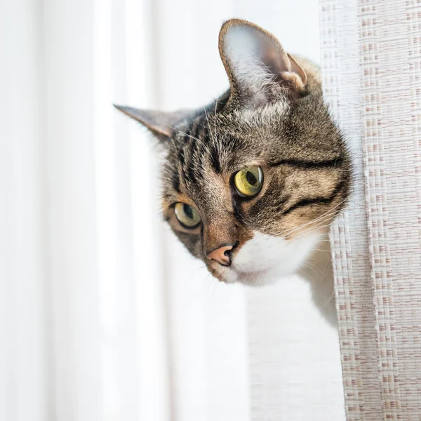 Piccolo gatto a strisce grigie — Foto Stock