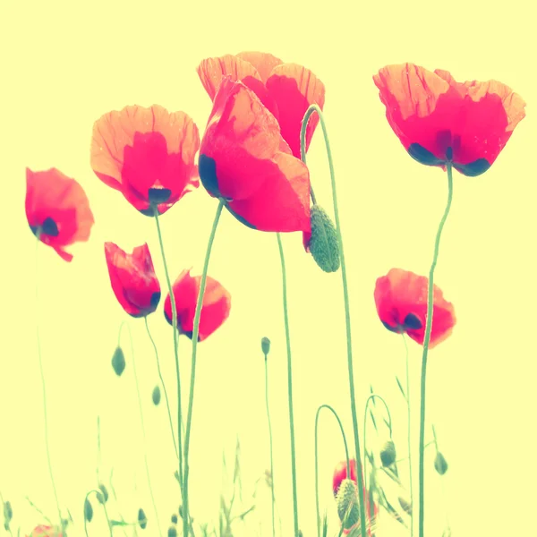 Poppy merah — Stok Foto