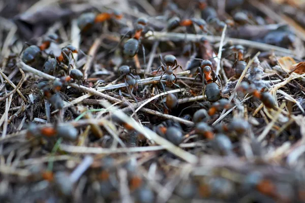 Ameisenhaufen im Wald — Stockfoto