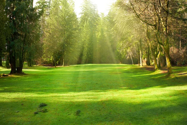 Green park — Stock Photo, Image