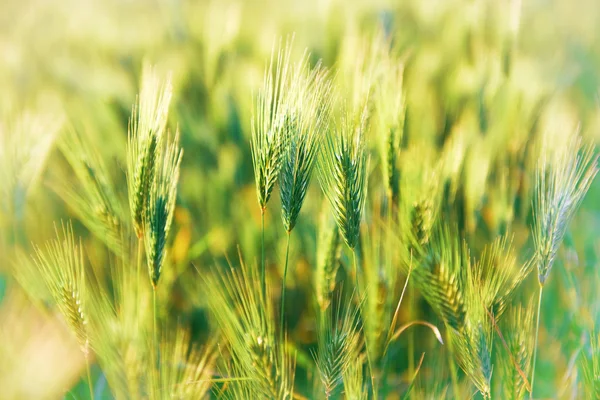 Field of grass on sunset — Stock Photo, Image