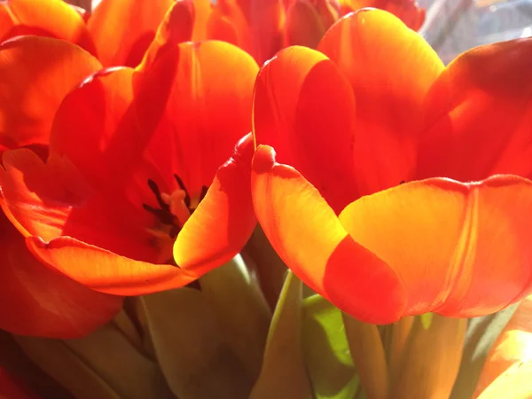 Bouquet de tulipes rouges — Photo