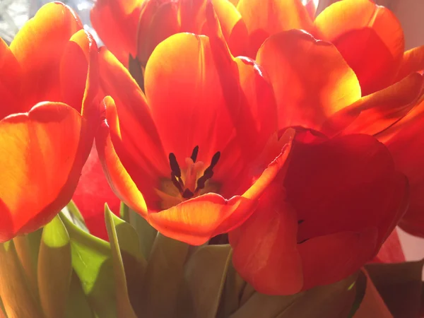 Bouquet de tulipes rouges — Photo