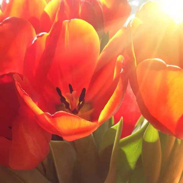 Boeket rode tulpen — Stockfoto
