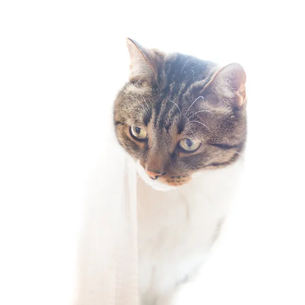 Mały szary kot paski — Zdjęcie stockowe