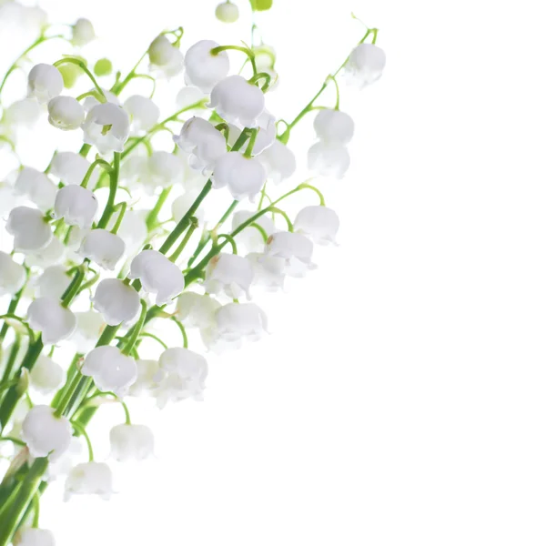 Lilies of the valley — Stock Photo, Image