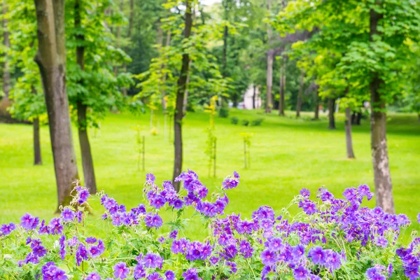 Green park — Stock Photo, Image