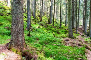 Yeşil ormanda yosunlu çam ağacı, yeşil orman manzarası