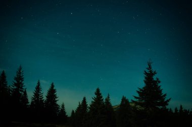 Çam ağaçlı gece ormanı, karanlık gece gökyüzü ve bir sürü yıldız. Gece ormanı manzarası