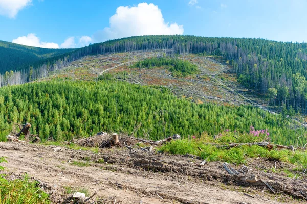 Déforestation Forestière Arbres Coupés Environnement Forestier Coupé — Photo