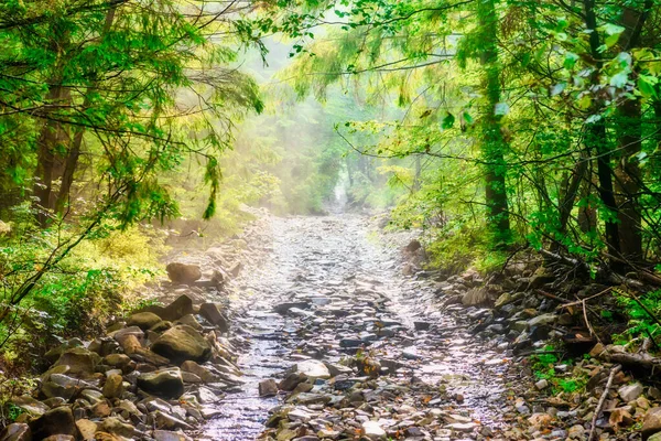 Weg Grünen Regenwald Mit Sonne Und Nebel Durch Grüne Blätter — Stockfoto