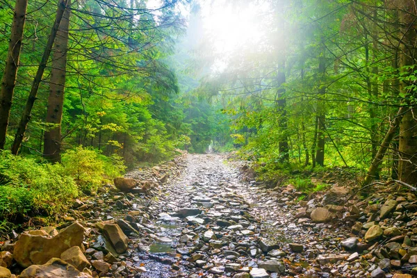 Path in green rain forest with sun and mist through green leaves