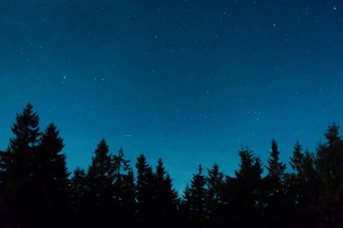 Çam ağaçlı gece ormanı, karanlık gece gökyüzü ve bir sürü yıldız. Gece ormanı manzarası