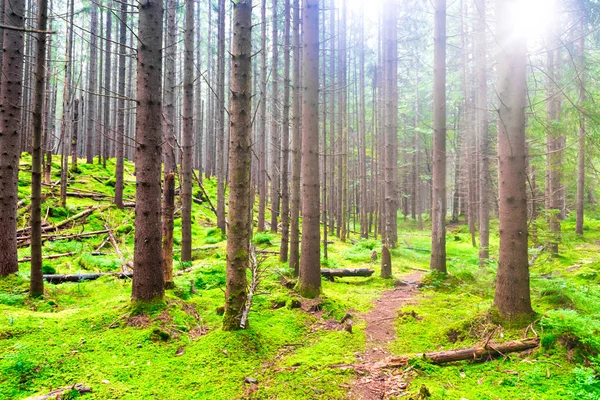 Grüner Wald Mit Nebel Und Sonnenlicht — Stockfoto
