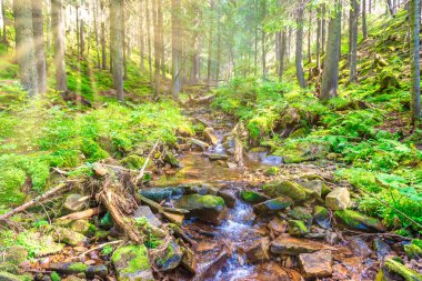 Yeşil ormandaki akarsu nehri, yeşil orman manzarası