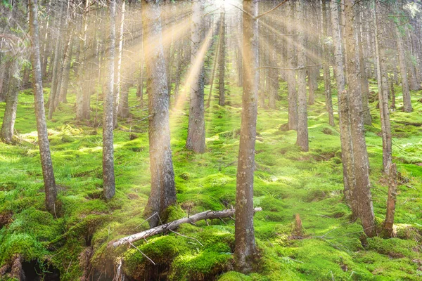 Yeşil Ağaçlı Yeşil Çam Ormanları — Stok fotoğraf