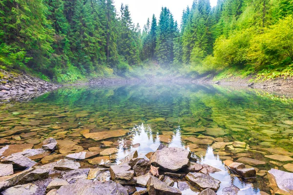 秋天的森林朦胧的蓝湖 秋天的薄雾松林 — 图库照片