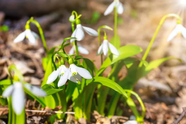 White Spring Flowers Snowdrops Forest Sun — Stock Photo, Image