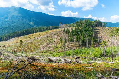 Ormanların tahrip edilmesi, ağaçların kesilmesi, orman ortamının kesilmesi.