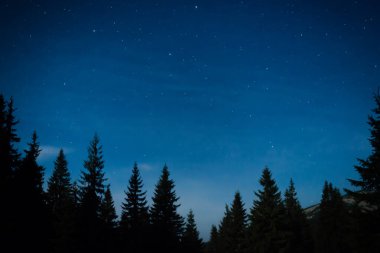 Çam ağaçlı gece ormanı, karanlık gece gökyüzü ve bir sürü yıldız. Gece ormanı manzarası