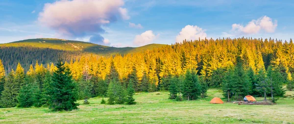 Panorama Sunset Green Pine Forest Orange Tent — Stock Photo, Image