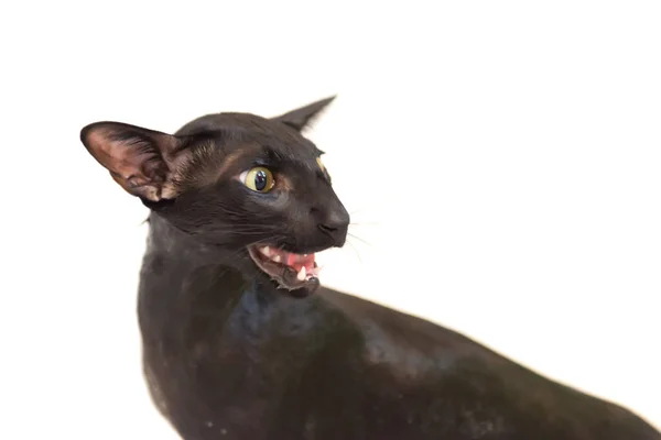 Черная Смешная Кошка Изолирована Белом — стоковое фото