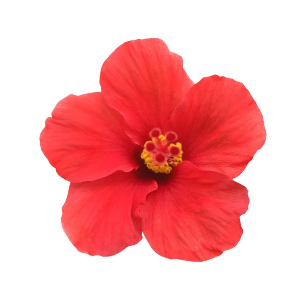 Rote Blume Rosenhibiskus Isoliert Auf Weißem Hintergrund — Stockfoto