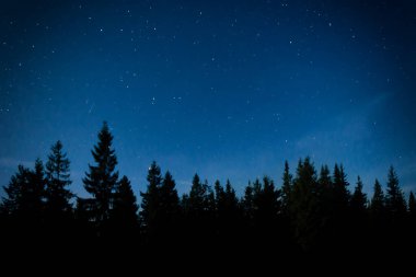 Çam ağaçlı gece ormanı, karanlık gece gökyüzü ve bir sürü yıldız. Gece ormanı manzarası