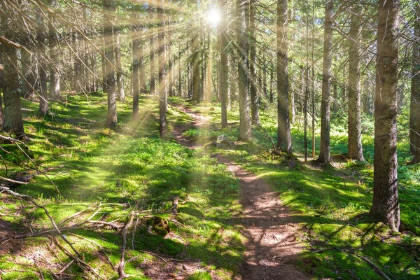 Grüne Kiefernwälder Mit Grünen Sonnenbäumen — Stockfoto