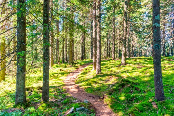 Zielony Las Sosnowy Zielonymi Drzewami Słonecznymi — Zdjęcie stockowe