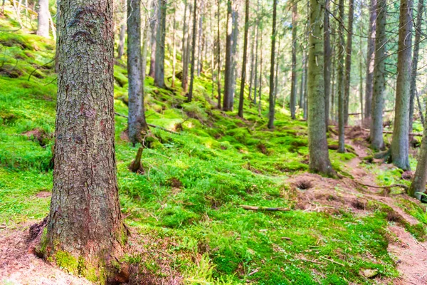 Kiefer Mit Moos Grünen Wald Grüne Waldlandschaft — Stockfoto