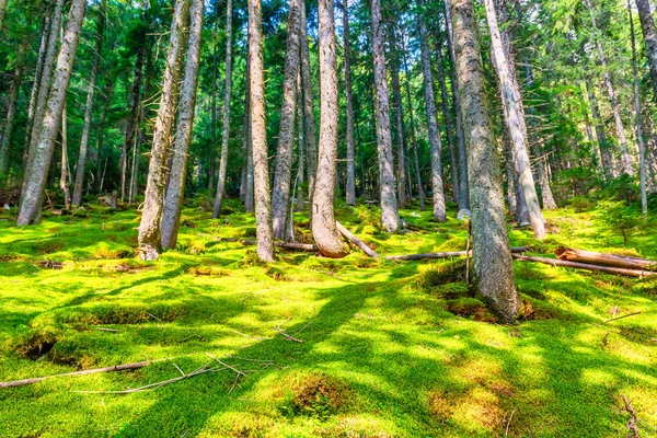 Paysage Pinèdes Vertes Avec Des Arbres Verts — Photo